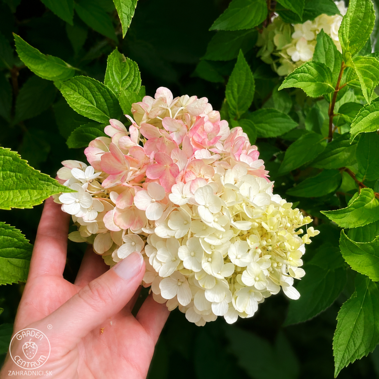 Obrázok Hortenzia metlinatá (Hydrangea paniculata) ´LIVING SUGAR RUSH® by LIVING CREATIONS® - výška 30-40 cm, kont. C2L
